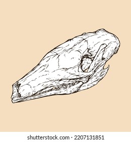 aardvark skull head vector illustration