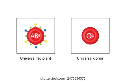  AB positive blood type, universal recipient, O negative, universal donor. Vector illustration.