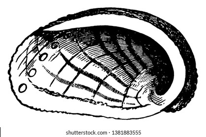 Abalone is a common name for any of a group of small to very large sea snails, vintage line drawing or engraving illustration.