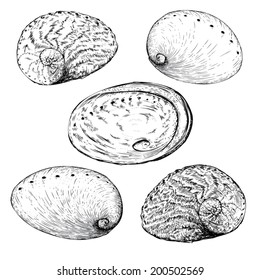 Abalone Illustration