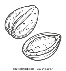 Ilustración de concha de abulón - Haliotis Species