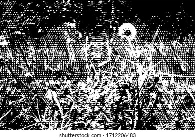 Abandoned, overgrown  garden with  ivy. Black and white vector illustration.