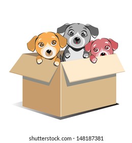 Abandoned Puppies Adoption In Box 