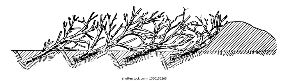 Abatis consistentes en árboles que se encuentran paralelos entre sí con ramas que apuntan en la dirección general de aproximación e intercalados, dibujo vintage de línea o ilustración de grabado.