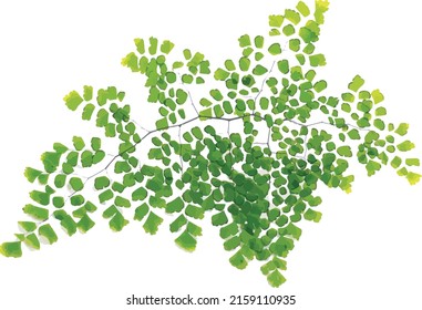 Abatract of Adiantum fern leaves on white background.