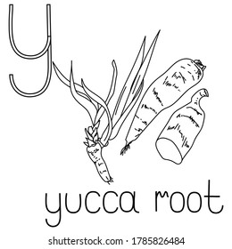 ABC coloring card, Letter Y - yucca root, fruit and vegetable alphabet, flashcard for creativity