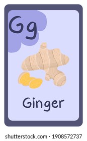 Abc education card in cartoon style on colorful background, Letter G - ginger. Alphabet vector illustration.