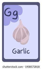 Abc education card in cartoon style on colorful background, Letter G - garlic. Alphabet vector illustration. School, educational, study, learning concept.