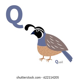 ABC english alphabet. Letter Q. Quail bird. Cute cartoon character. Flat design. Isolated. White background. Vector illustration