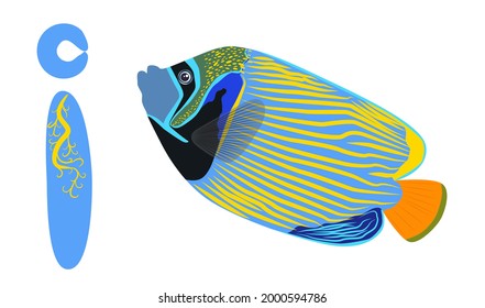 ABC kids letter. Emperor angelfish Pomacanthus imperator on white, sea animal wildlife character. Nature underwater, marine wild ocean zoo fish.