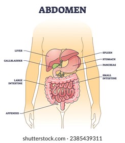 Abdomen anatomical structure with inner body stomach organs outline diagram. Labeled educational scheme with liver, gallbladder, spleen and pancreas location vector illustration. Cavity physiology.