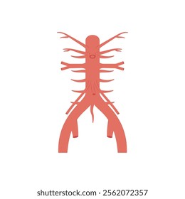 Abdominal Arteries, Human Body Part Illustration