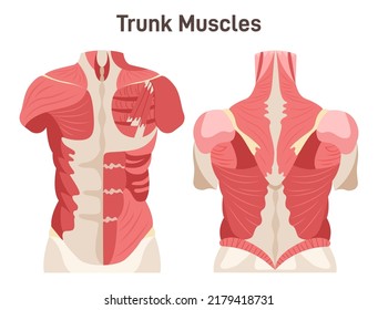 Abdominal and back muscle system. Pectoralis major muscle, muscles of chest, trapezius, latissimus dorsi, rhomboid - didactic scheme of anatomy of human muscular system. Flat vector illustration