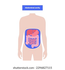 Abdominal body cavity anatomical poster. Spaces in the human abdomen for internal organs and viscera. Liver, stomach, small and large intestine in male silhouette, flat vector medical illustration