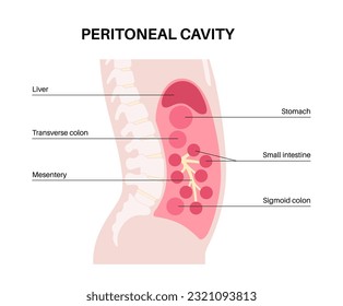 Abdominal cavity anatomical poster. Space in the human body for internal organs and viscera. Peritoneum protective membrane. Gastrointestinal tract. Abdominopelvic cavity medical vector illustration.