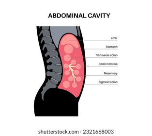 Abdominal cavity anatomical poster. Space in the human body for internal organs and viscera. Peritoneum protective membrane. Gastrointestinal tract. Abdominopelvic cavity medical vector illustration.