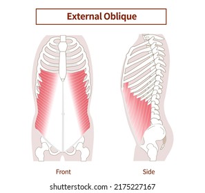 Abdominal muscle group Illustration of the external oblique abdominal muscles Lateral and frontal views