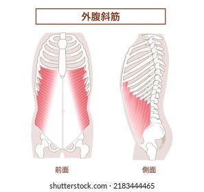 Abdominal muscle group Illustration of the external oblique abdominal muscles Lateral and frontal views[Translation: Illustration of abdominal muscles, oblique muscles]