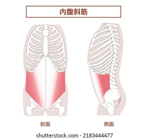 Abdominal muscle groups Illustrative illustrations of the internal abdominal oblique muscles Lateral and frontal views[Translation: Illustration of abdominal muscles, oblique muscles]
