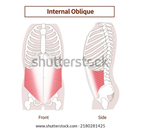 Abdominal muscle groups Illustrative illustrations of the internal abdominal oblique muscles Lateral and frontal views
