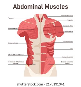 Abdominal muscle system. Pectoralis major muscle, muscles of chest, thorax, brisket, breast, bust - didactic scheme of anatomy of human muscular system. Flat vector illustration