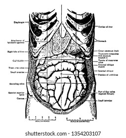 Omentum Stock Illustrations, Images & Vectors | Shutterstock