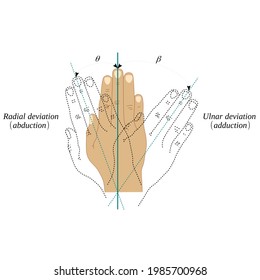 Abduction and adduction movements of the wrist joint