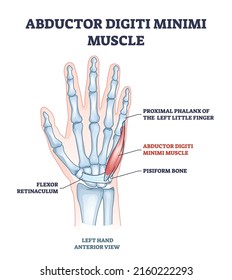 Abductor digiti minimi muscle with hand and palm skeleton outline diagram. Labeled educational scheme with xray flexor retinaculum, proximal phalanx of little finger and pisiform vector illustration.