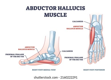 Abductor hallucis muscle with leg or foot skeleton outline diagram. Labeled educational medical scheme with proximal phalanx of big toe and calcaneus from medial and posterior view vector illustration