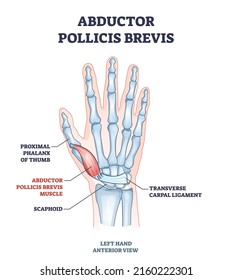 Abductor pollicis brevis muscle with hand and palm bones outline diagram. Labeled educational skeletal scheme with proximal phalanx of thumb, scaphoid or transverse carpal ligament vector illustration