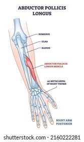 Abductor pollicis longus muscle with hand or arm skeleton outline diagram. Labeled educational scheme with medical humerus, ulna, radius or metacarpal of right thumb bones location vector illustration