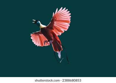 ABeauty of the bird of paradise - Cendrawasih