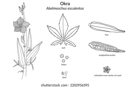Abelmoschus esculentus or commonly known as Okro, Okra. Chart with everything Okra offers
