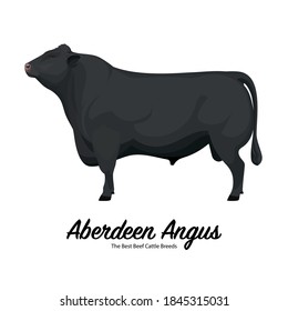 Aberdeen Angus - The Best Beef Cattle Breeds. Farm animals. Vector Illustration. svg