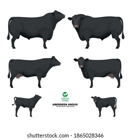 Aberdeen Angus - The Best Beef Cattle Breeds. Set Bull, Cow, Calf. Farm animals. Vector Illustration. svg
