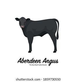 Aberdeen Angus Calf - The Best Beef Cattle Breeds. Farm animals. Vector Illustration.