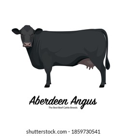 Aberdeen Angus Cow - The Best Beef Cattle Breeds. Farm animals. Vector Illustration.