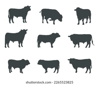 Aberdeen angus silhouettes , Aberdeen angus cow silhouette set svg