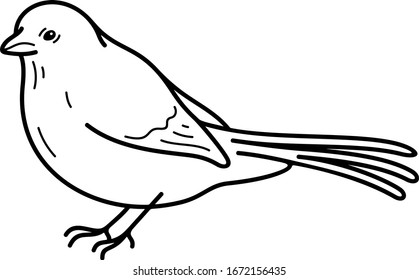 Abert's Towhee. Umriss-Symbol der Vektorillustration.