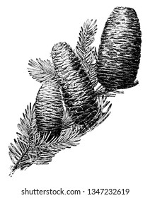 Abies es es un tipo de Cono llamado Abies, mayormente encontrado en el norte de África, que ocurre en montañas sobre la mayor parte del rango, trazado vintage de líneas o ilustración de grabado.