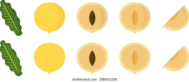 Abiu vector components fruit graphics 