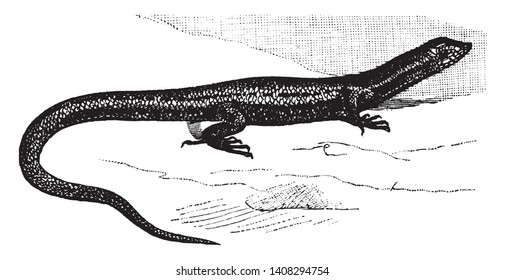 Ablepharus is a genus of skinks that contains the common snake eyed skinks, vintage line drawing or engraving illustration.