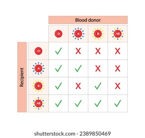 Abo Blood Compatibility Chart. Blood donation, ABO Blood groups droplets., four blood types, A,B, AB and O groups, made up from combinations of the type A and type B antigens. Vector Illustration.