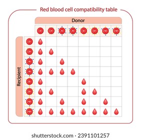 Abo Blood Compatibility Chart. Blood donation, ABO Blood groups droplets., four blood types, A,B, AB and O groups, made up from combinations of the type A and type B antigens. Vector Illustration.