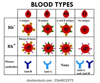 ABO blood group types.Red blood cell.Rh positive and negative.A, B, AB and O chart.Type A and type B antigens.Antibodies in plasma.Blood donation.Diagram biology or medical.Vector illustration.