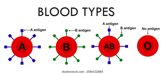 ABO blood group types.Red blood cell.A, B, AB and O chart.Type A and type B antigens.Blood donation.Erythrocyte.Healthcare concept.Diagram biology or medical.Infographic.Vector illustration.