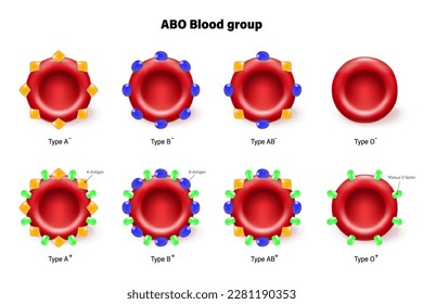 ABO blood group vector. Types of blood (A, B, AB and O) chart. Red blood cell, antibodies in plasma and antigens. RH- and RH+.