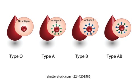 ABO Blood groups. four blood types, A,B, AB and O groups, made up from combinations of the type A and type B antigens. Blood donation. Blood droplets. Vector illustration.