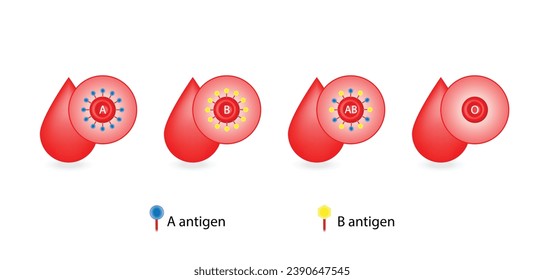 ABO Grupos de sangre. cuatro tipos de sangre, grupos A, B, AB y O, compuestos por combinaciones de antígenos de tipo A y tipo B. Donación de sangre. Gotas de sangre. Ilustración del vector