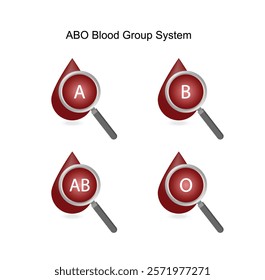 ABO Blood groups. four blood types, A,B, AB and O groups, made up from combinations of the type A and type B antigens. Blood donation. Blood droplets. Vector illustration.